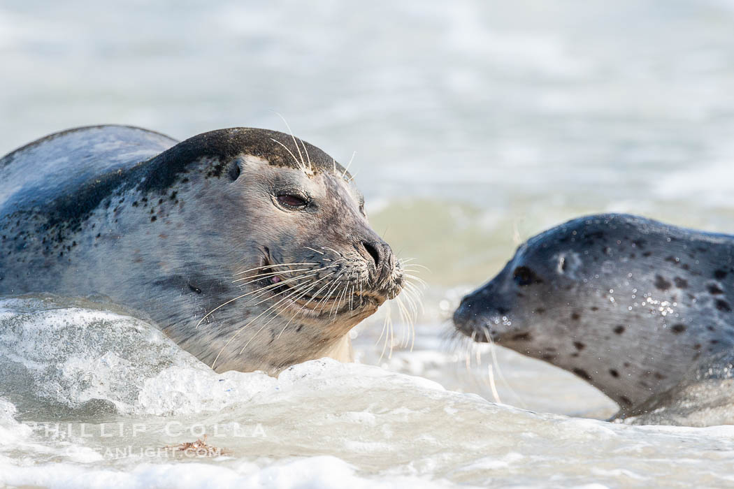 Pacific harbor seal, mother and pup. La Jolla, California, USA, Phoca vitulina richardsi, natural history stock photograph, photo id 15750