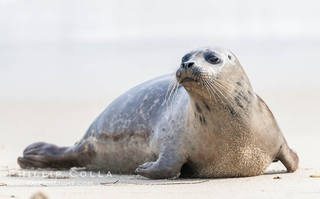 Pacific harbor seal. La Jolla, California, USA, Phoca vitulina richardsi, natural history stock photograph, photo id 15766