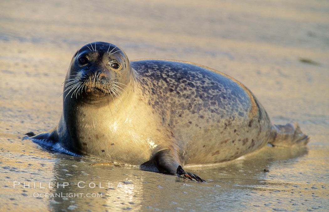 A Pacific harbor seal hauls out on a sandy beach. This group of harbor seals, which has formed a breeding colony at a small but popular beach near San Diego, is at the center of considerable controversy. While harbor seals are protected from harassment by the Marine Mammal Protection Act and other legislation, local interests would like to see the seals leave so that people can resume using the beach, Phoca vitulina richardsi, La Jolla, California