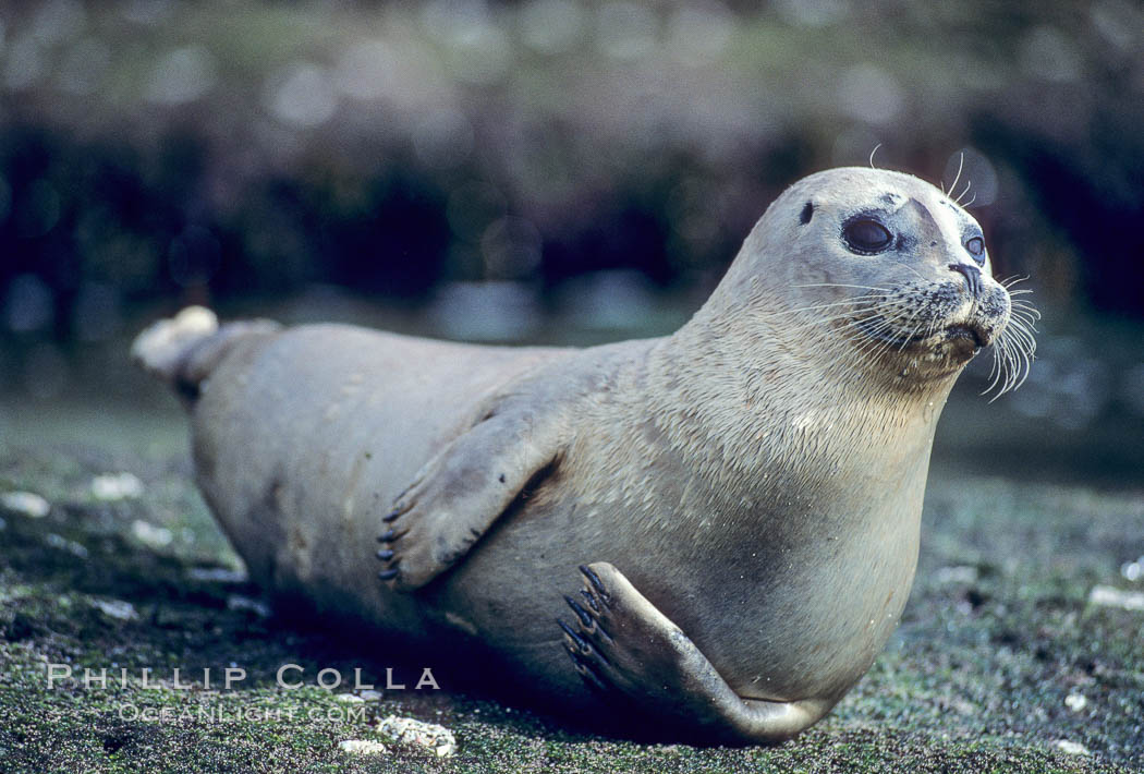 A Pacific harbor seal hauls out on a rock.  This group of harbor seals, which has formed a breeding colony at a small but popular beach near San Diego, is at the center of considerable controversy.  While harbor seals are protected from harassment by the Marine Mammal Protection Act and other legislation, local interests would like to see the seals leave so that people can resume using the beach. La Jolla, California, USA, Phoca vitulina richardsi, natural history stock photograph, photo id 00940