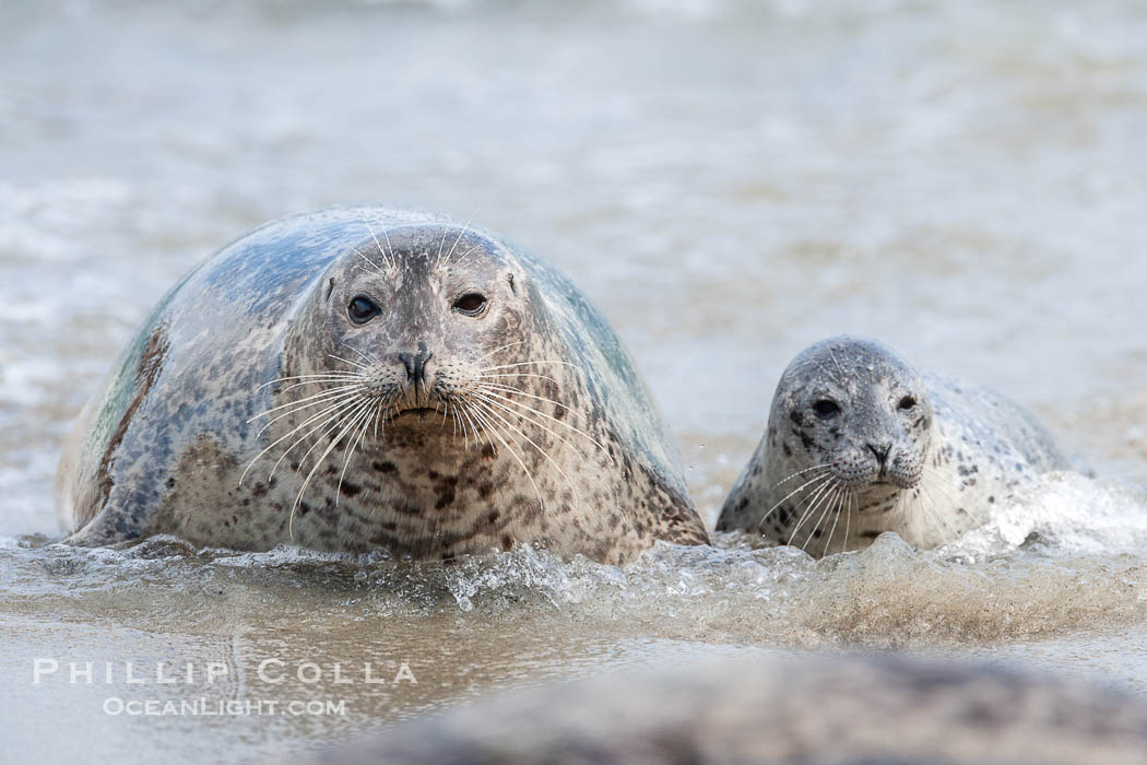 Pacific harbor seal, mother and pup, Phoca vitulina richardsi, La Jolla, California