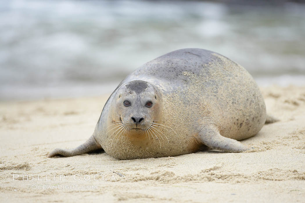 Pacific harbor seal. La Jolla, California, USA, Phoca vitulina richardsi, natural history stock photograph, photo id 20444