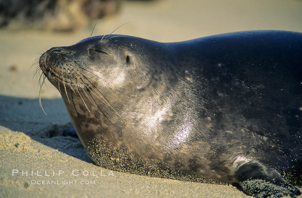 This Pacific harbor seal has an ear with no external ear flaps, marking it as a true seal and not a sea lion. La Jolla, California. This group of harbor seals, which has formed a breeding colony at a small but popular beach near San Diego, is at the center of considerable controversy. While harbor seals are protected from harassment by the Marine Mammal Protection Act and other legislation, local interests would like to see the seals leave so that people can resume using the beach, Phoca vitulina richardsi