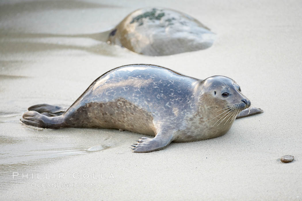 A Pacific harbor seal leaves the surf to haul out on a sandy beach.  This group of harbor seals, which has formed a breeding colony at a small but popular beach near San Diego, is at the center of considerable controversy.  While harbor seals are protected from harassment by the Marine Mammal Protection Act and other legislation, local interests would like to see the seals leave so that people can resume using the beach. La Jolla, California, USA, Phoca vitulina richardsi, natural history stock photograph, photo id 15549
