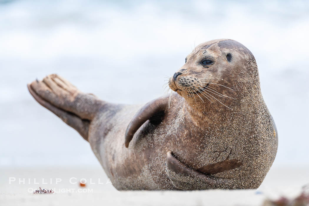 Pacific harbor seal. La Jolla, California, USA, Phoca vitulina richardsi, natural history stock photograph, photo id 15765
