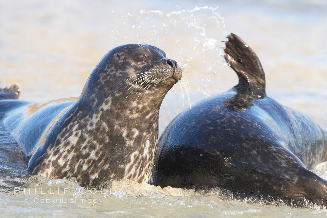 Pacific harbor seals on sandy beach at the edge of the ocean, Phoca vitulina richardsi, La Jolla, California