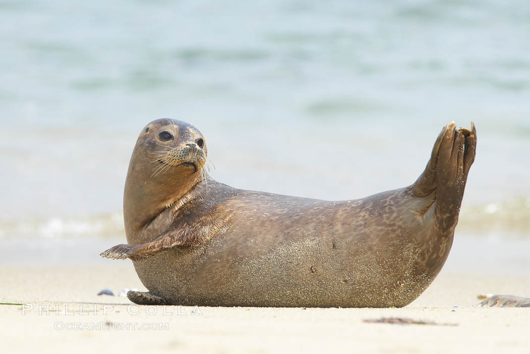 Pacific harbor seal stretches on a sandy beach. La Jolla, California, USA, Phoca vitulina richardsi, natural history stock photograph, photo id 20445