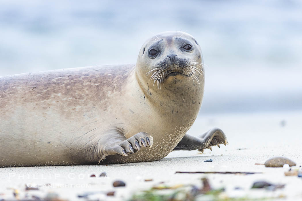 Pacific Harbor Seal in La Jolla. California, USA, Phoca vitulina richardsi, natural history stock photograph, photo id 39129