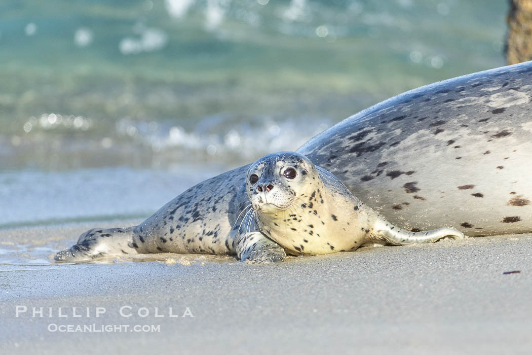 Pacific Harbor Seal Mother and Pup on the Beach in San Diego. They will remain close for four to six weeks until the pup is weaned from its mother's milk. La Jolla, California, USA, Phoca vitulina richardsi, natural history stock photograph, photo id 40214