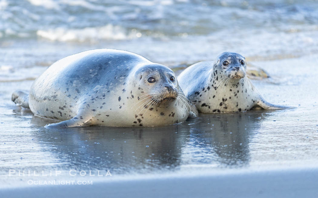 Pacific Harbor Seal Mother and Pup on the Beach in San Diego. They will remain close for four to six weeks until the pup is weaned from its mother's milk. La Jolla, California, USA, Phoca vitulina richardsi, natural history stock photograph, photo id 40216