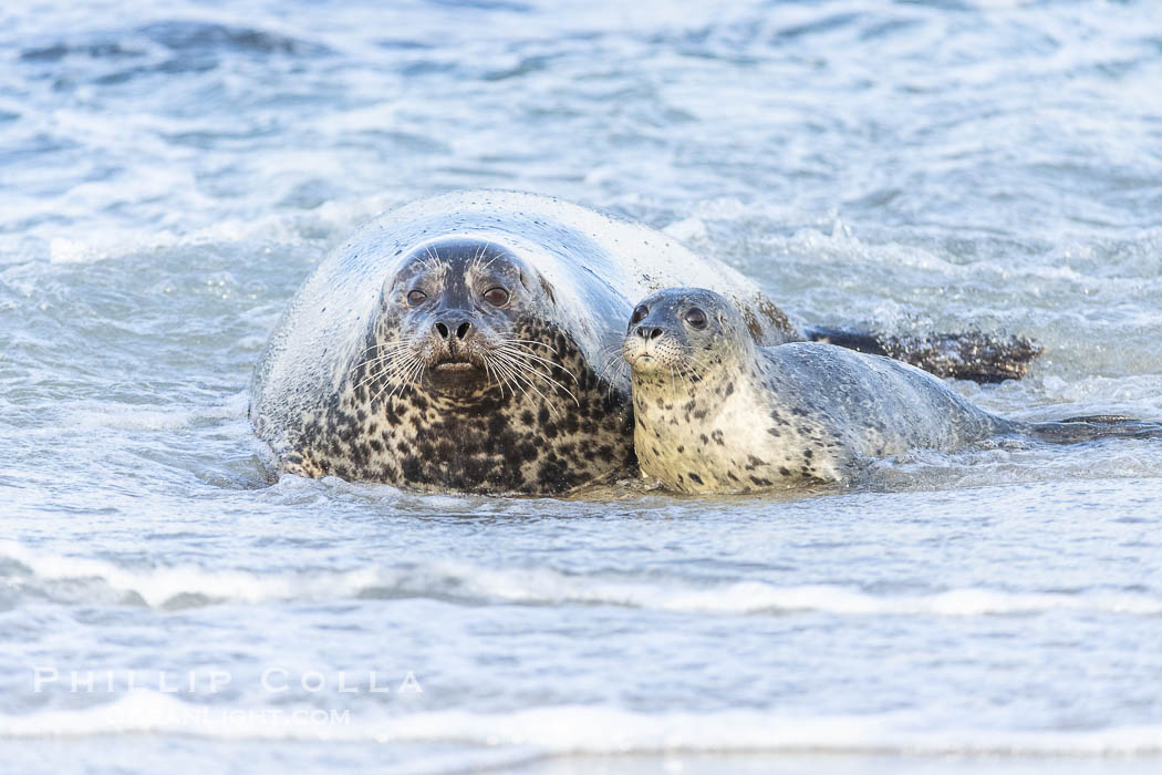 Pacific Harbor Seal Mother and Pup on the Beach in San Diego. They will remain close for four to six weeks until the pup is weaned from its mother's milk. La Jolla, California, USA, Phoca vitulina richardsi, natural history stock photograph, photo id 40215