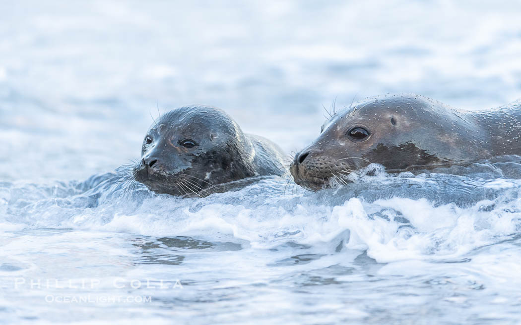 Pacific Harbor Seal Mother and Newborn Pup Emerge from the Ocean, they will remain close for four to six weeks until the pup is weaned from its mother's milk, Phoca vitulina richardsi, La Jolla, California