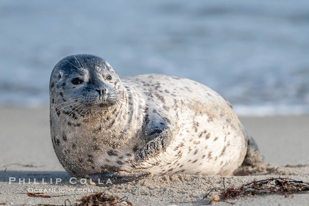 Pacific harbor seal pup. La Jolla, California, USA, Phoca vitulina richardsi, natural history stock photograph, photo id 15762