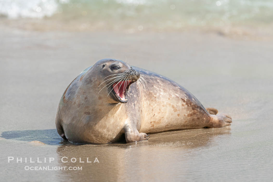 Pacific harbor seal. La Jolla, California, USA, Phoca vitulina richardsi, natural history stock photograph, photo id 15770