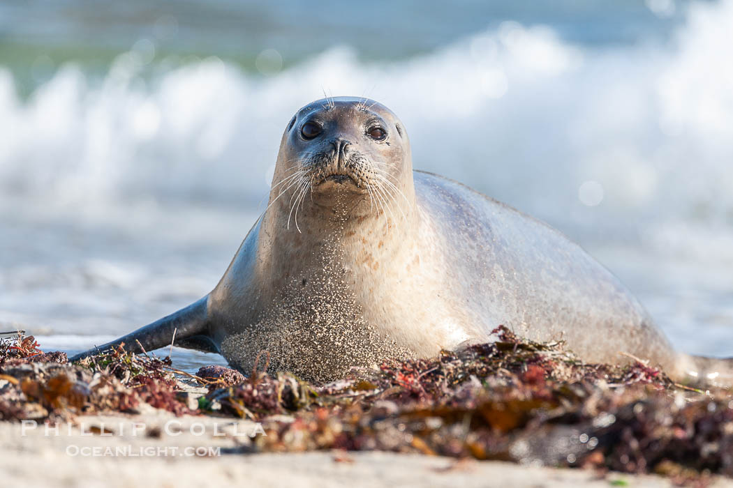 Pacific harbor seal. La Jolla, California, USA, Phoca vitulina richardsi, natural history stock photograph, photo id 15778