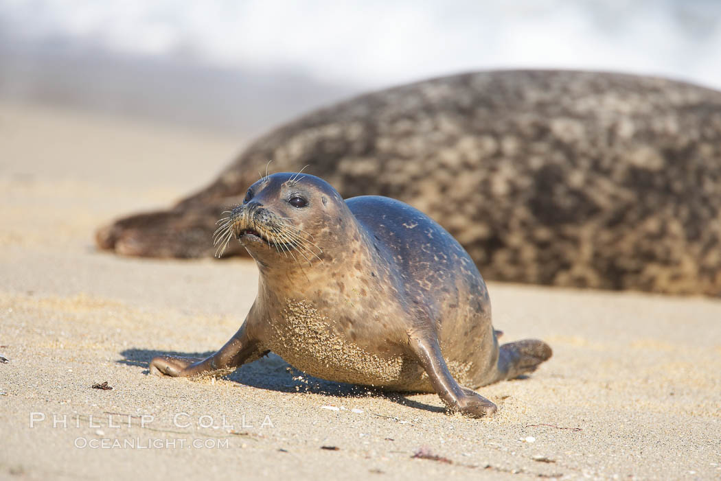 Pacific harbor seal, juvenile, Childrens Pool. La Jolla, California, USA, Phoca vitulina richardsi, natural history stock photograph, photo id 18266