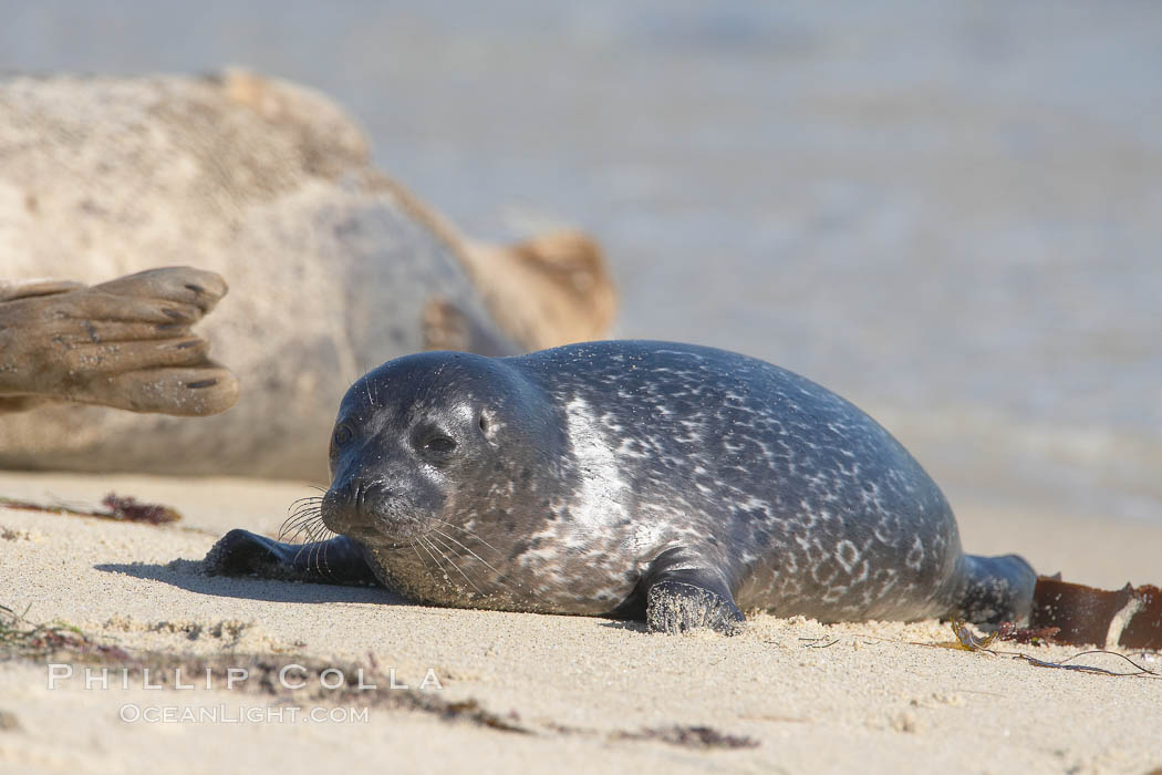 Pacific harbor seal pup, Childrens Pool. La Jolla, California, USA, Phoca vitulina richardsi, natural history stock photograph, photo id 18590