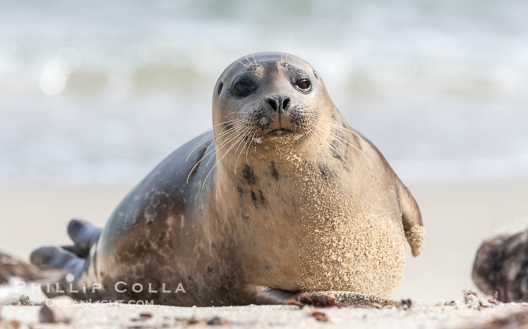 Pacific harbor seal. La Jolla, California, USA, Phoca vitulina richardsi, natural history stock photograph, photo id 15768