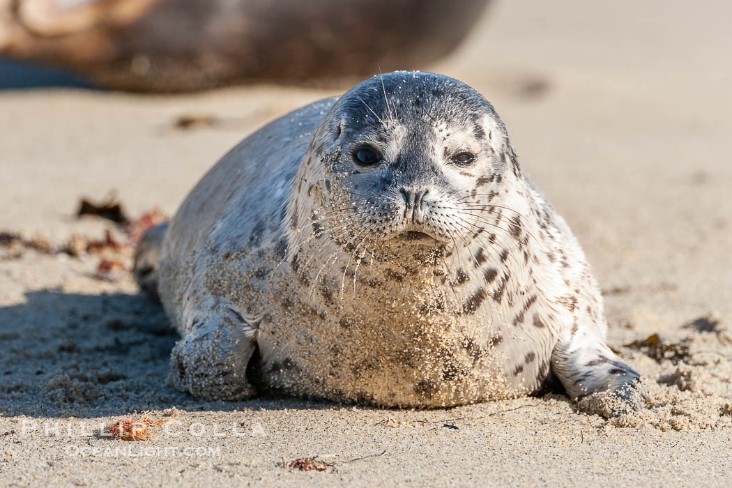 Pacific harbor seal pup, Phoca vitulina richardsi, La Jolla, California