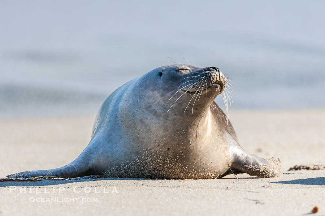 Pacific harbor seal. La Jolla, California, USA, Phoca vitulina richardsi, natural history stock photograph, photo id 15780