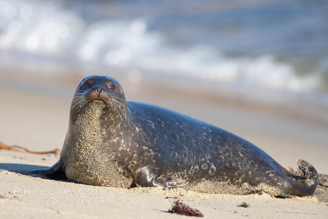 A Pacific harbor seal hauls out on a sandy beach.  This group of harbor seals, which has formed a breeding colony at a small but popular beach near San Diego, is at the center of considerable controversy.  While harbor seals are protected from harassment by the Marine Mammal Protection Act and other legislation, local interests would like to see the seals leave so that people can resume using the beach. La Jolla, California, USA, Phoca vitulina richardsi, natural history stock photograph, photo id 18072