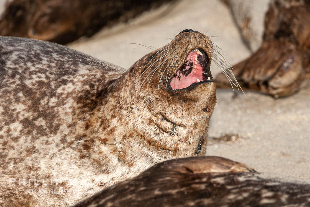 Pacific harbor seal, yawning. La Jolla, California, USA, Phoca vitulina richardsi, natural history stock photograph, photo id 15771