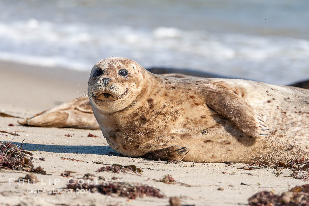 Pacific harbor seal., Phoca vitulina richardsi, natural history stock photograph, photo id 15783
