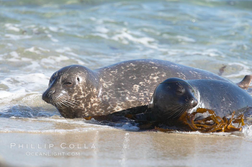 Pacific harbor seal, mother and pup, Childrens Pool. La Jolla, California, USA, Phoca vitulina richardsi, natural history stock photograph, photo id 18587