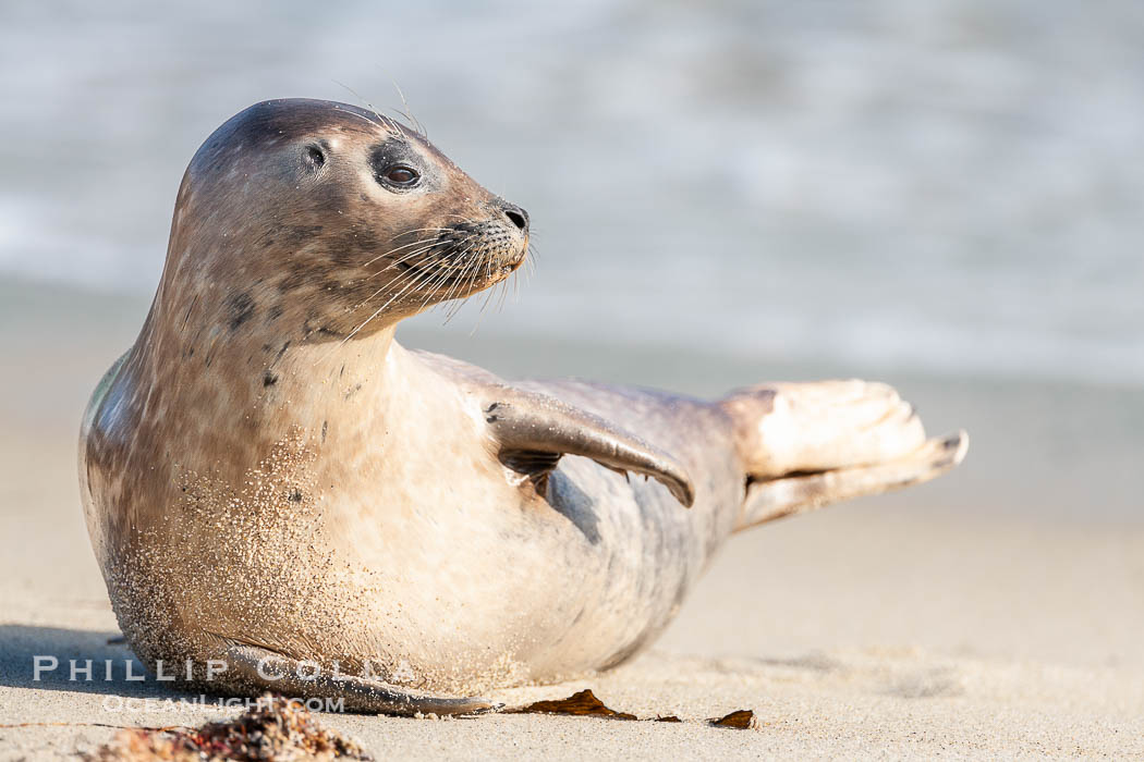 Pacific harbor seal. La Jolla, California, USA, Phoca vitulina richardsi, natural history stock photograph, photo id 15769
