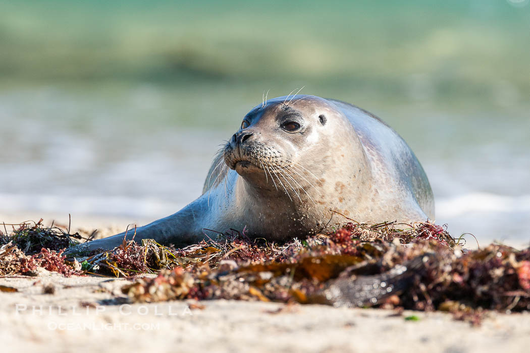 Pacific harbor seal. La Jolla, California, USA, Phoca vitulina richardsi, natural history stock photograph, photo id 15777