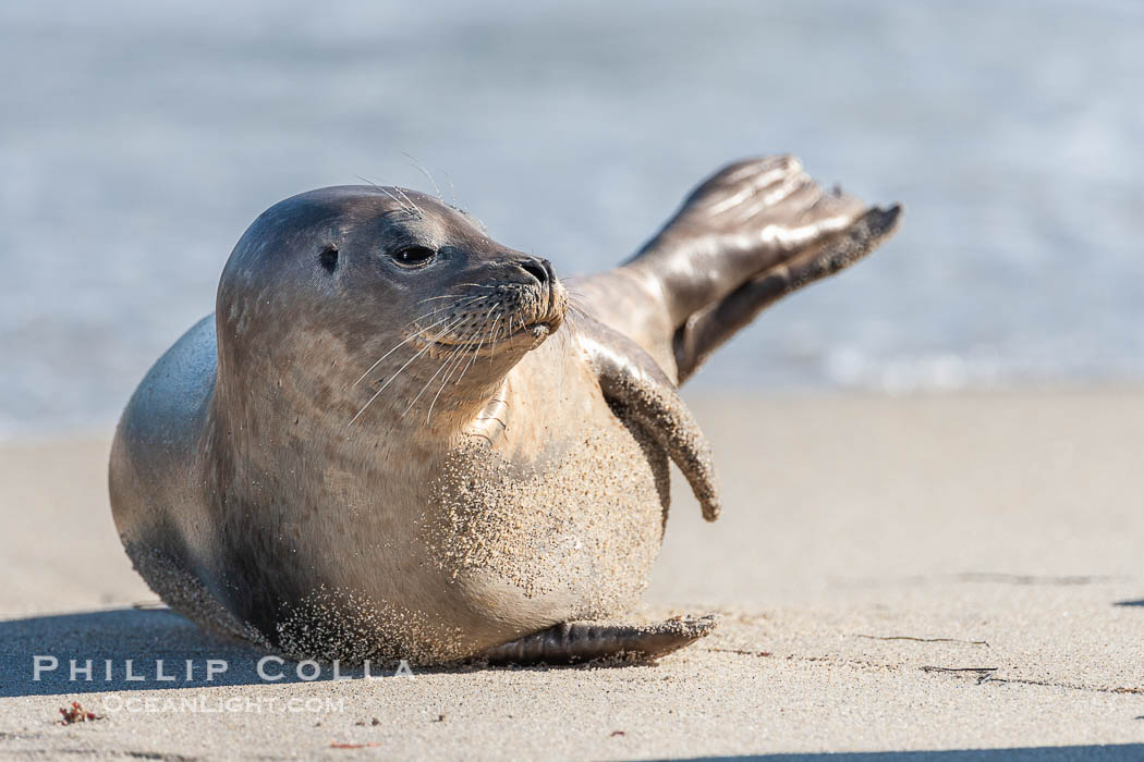 Pacific harbor seal. La Jolla, California, USA, Phoca vitulina richardsi, natural history stock photograph, photo id 15781
