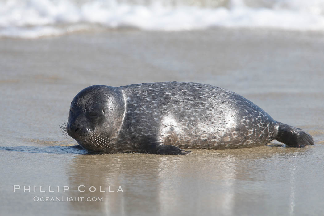 Pacific harbor seal pup, Childrens Pool. La Jolla, California, USA, Phoca vitulina richardsi, natural history stock photograph, photo id 18589