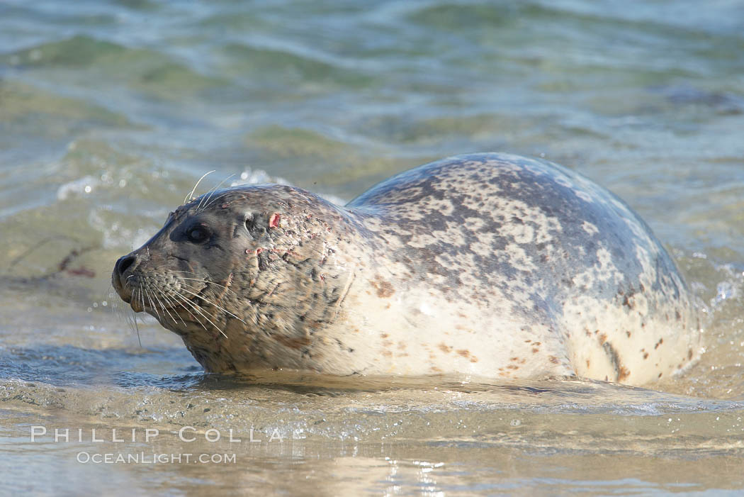 Pacific harbor seal, wounds about neck and face, Childrens Pool. La Jolla, California, USA, Phoca vitulina richardsi, natural history stock photograph, photo id 18592