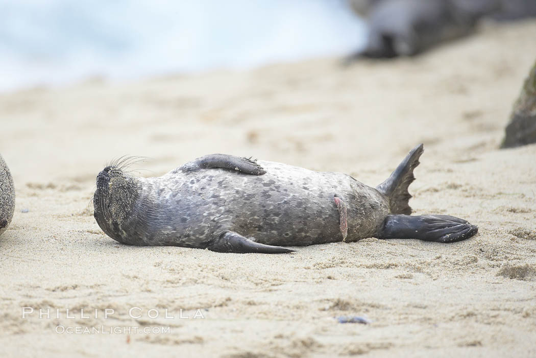 Pacific harbor seal, newborn pup with umbilical cord, Phoca vitulina richardsi, La Jolla, California