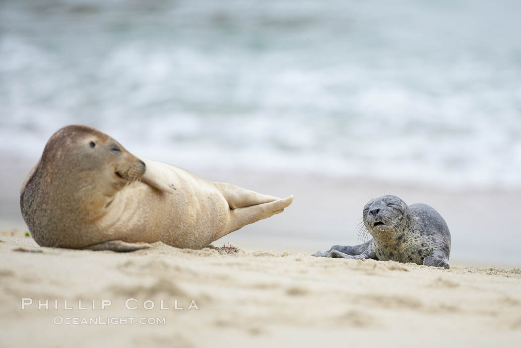 Pacific harbor seal, Phoca vitulina richardsi, La Jolla, California