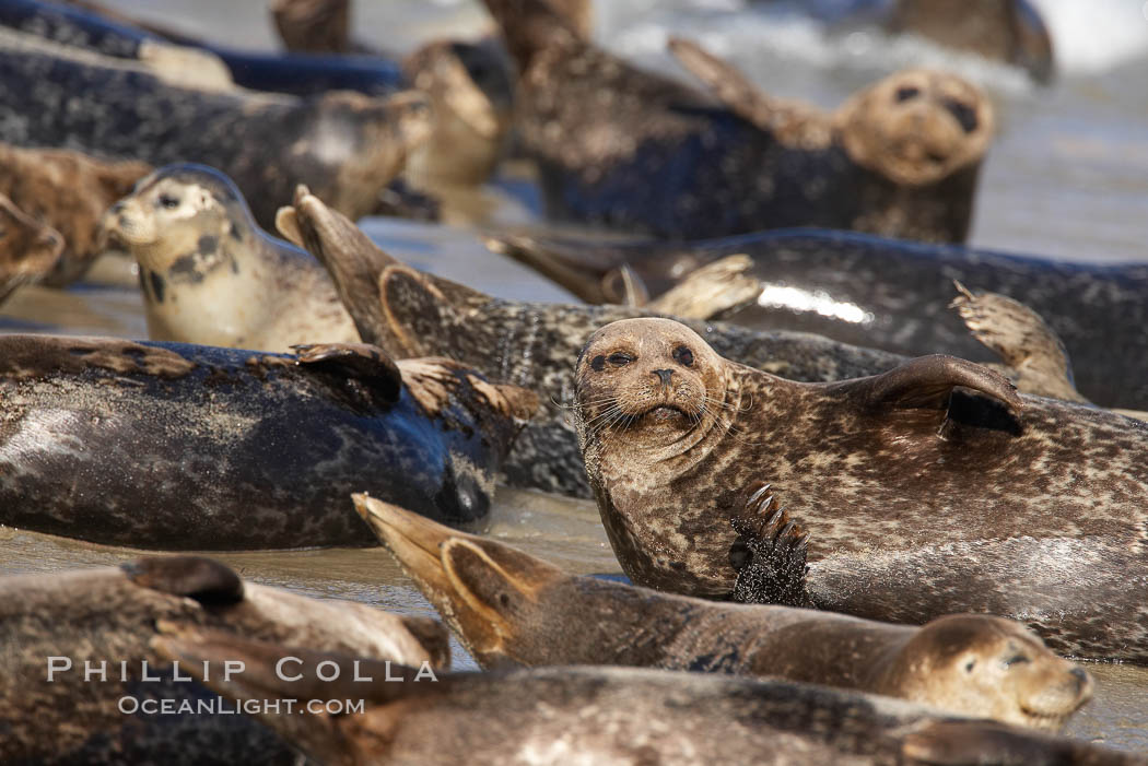 Pacific harbor seal. La Jolla, California, USA, Phoca vitulina richardsi, natural history stock photograph, photo id 20247