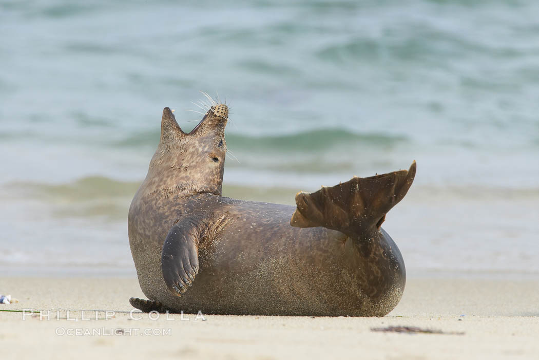 Pacific harbor seal yawns and stretches on a sandy beach. La Jolla, California, USA, Phoca vitulina richardsi, natural history stock photograph, photo id 20455