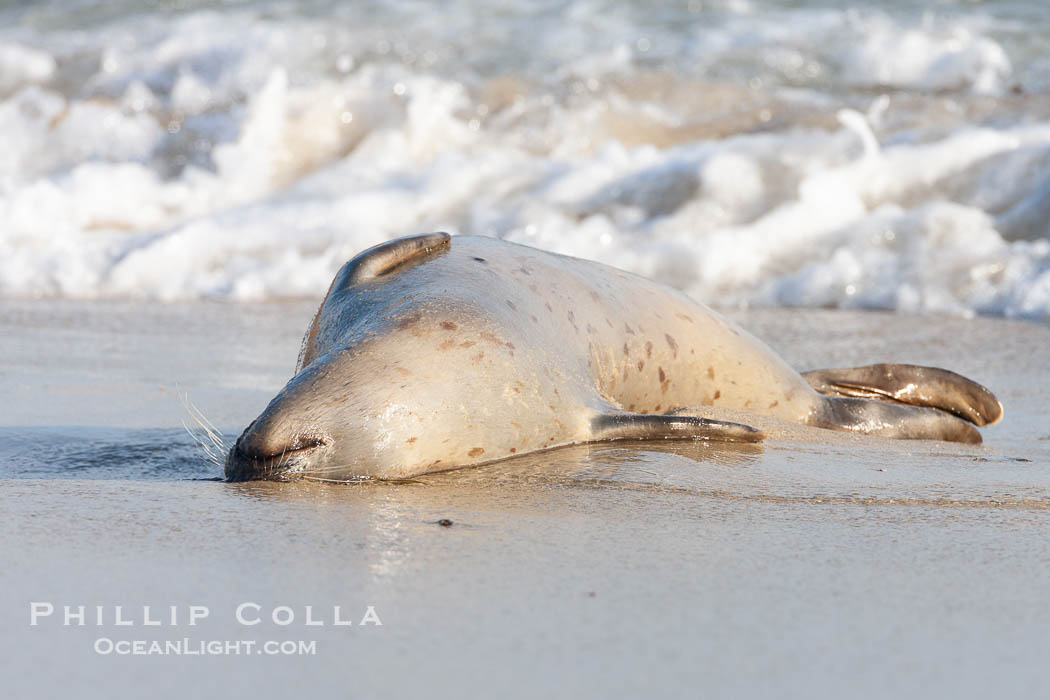 Pacific harbor seal, an sand at the edge of the sea. La Jolla, California, USA, Phoca vitulina richardsi, natural history stock photograph, photo id 26323