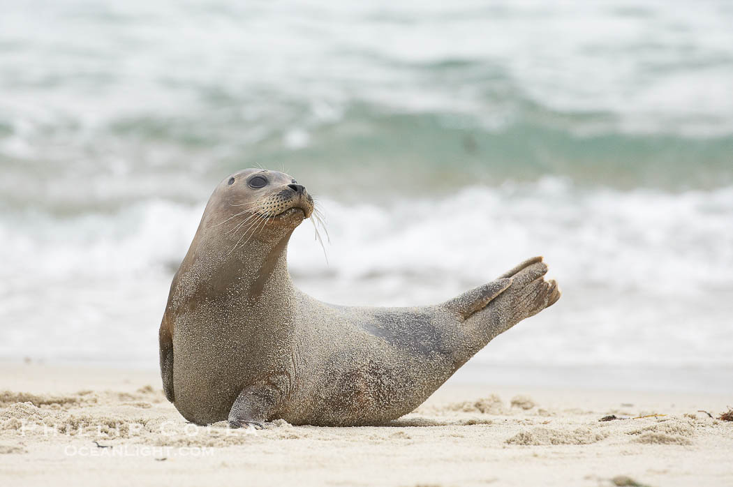 Pacific harbor seal., Phoca vitulina richardsi, natural history stock photograph, photo id 20241