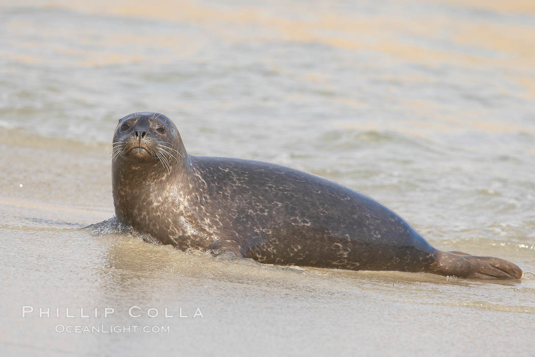 Pacific harbor seal. La Jolla, California, USA, Phoca vitulina richardsi, natural history stock photograph, photo id 20245