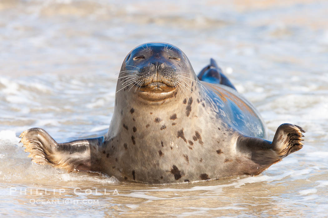 Pacific harbor seal, an sand at the edge of the sea. La Jolla, California, USA, Phoca vitulina richardsi, natural history stock photograph, photo id 26329