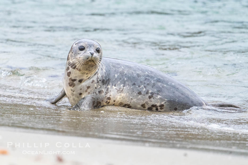 Pacific Harbor Seal on sand, Childrens Pool, La Jolla. California, USA, Phoca vitulina richardsi, natural history stock photograph, photo id 39368