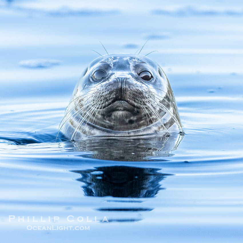 Pacific Harbor Seal spyhopping, La Jolla. California, USA, Phoca vitulina richardsi, natural history stock photograph, photo id 39365