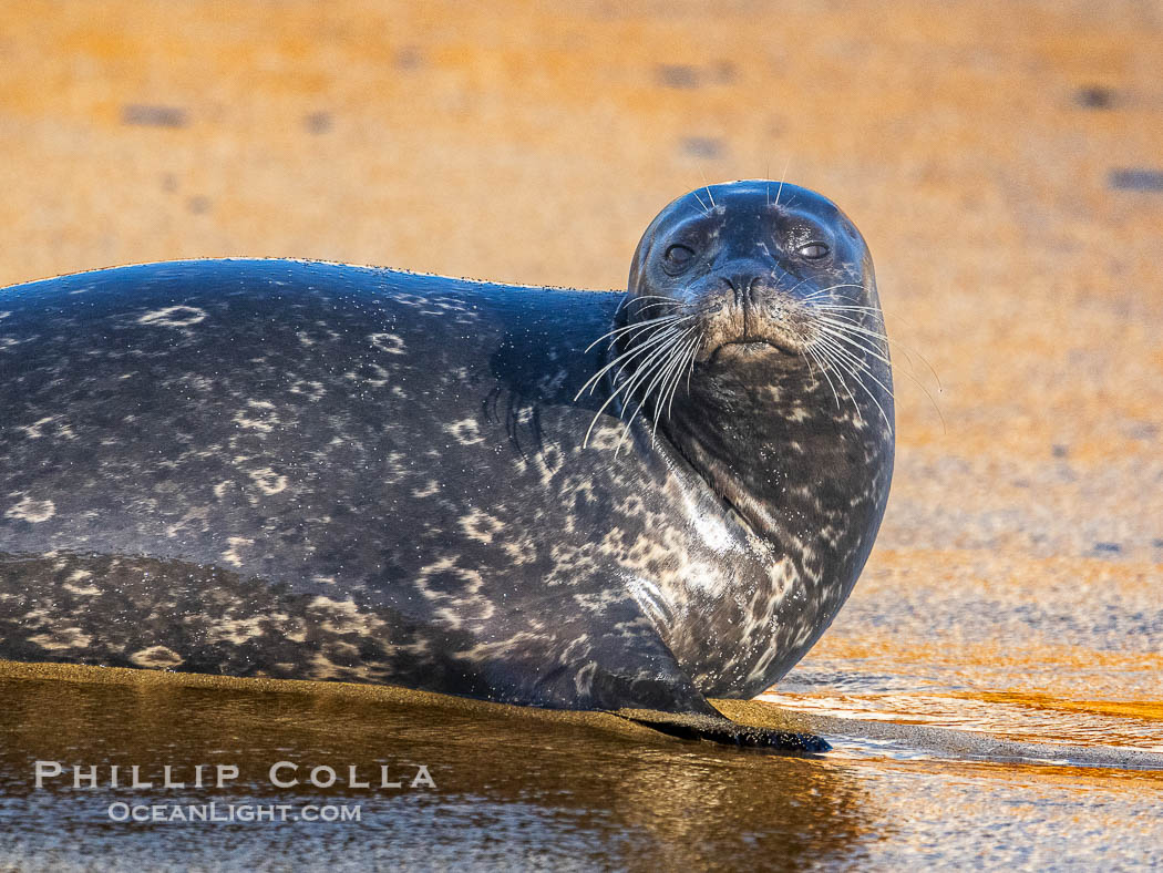 Pacific harbor seal on wet sandy beach., Phoca vitulina richardsi, natural history stock photograph, photo id 40719