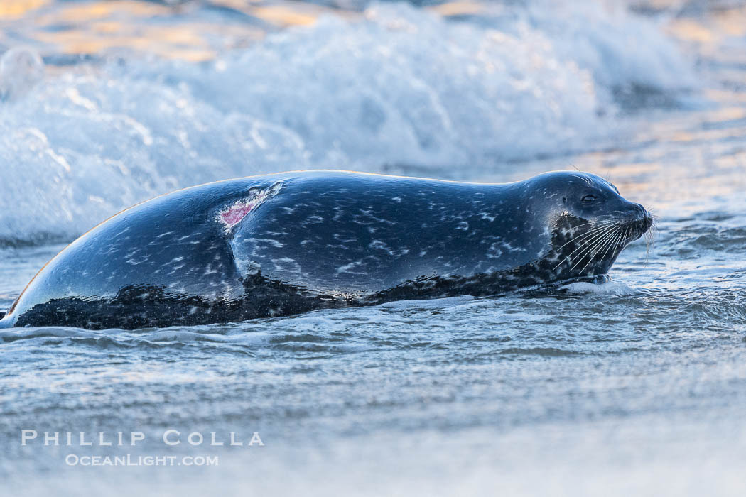 Pacific harbor seal with severe wound on its flanks, La Jolla., natural history stock photograph, photo id 40817