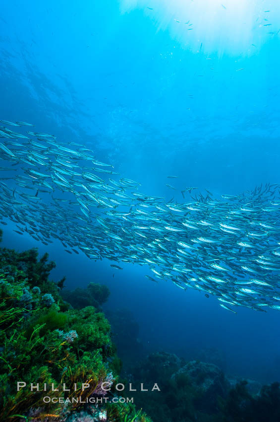 Jack mackerel schooling. Summer, Trachurus symmetricus, Guadalupe Island (Isla Guadalupe)