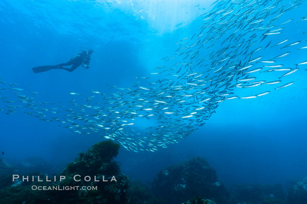 Jack mackerel schooling around a diver.  Summer. Guadalupe Island (Isla Guadalupe), Baja California, Mexico, Trachurus symmetricus, natural history stock photograph, photo id 09635