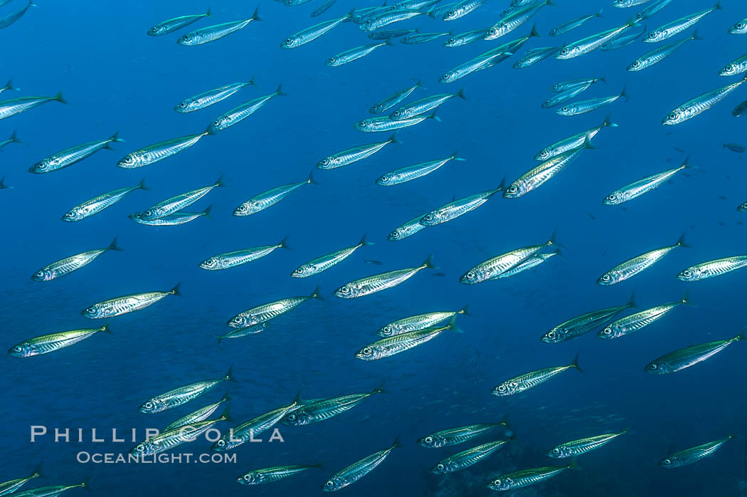 Jack mackerel schooling.  Summer. Guadalupe Island (Isla Guadalupe), Baja California, Mexico, Trachurus symmetricus, natural history stock photograph, photo id 09643