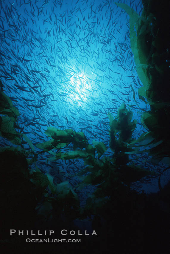 Jack mackerel and kelp. San Clemente Island, California, USA, Macrocystis pyrifera, Trachurus symmetricus, natural history stock photograph, photo id 00598