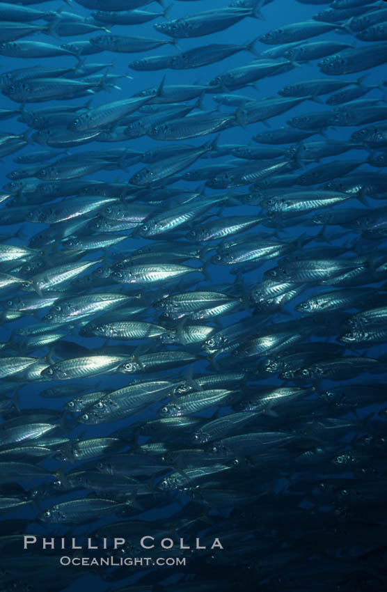 Jack mackerel. San Clemente Island, California, USA, Trachurus symmetricus, natural history stock photograph, photo id 03454